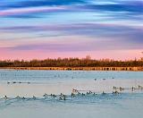Geese Flotilla At Sunrise_00245,7